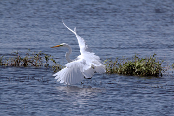 great white egret in flight