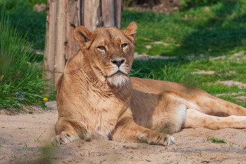 Fototapeta na wymiar Lioness lies on his side and basks in the sun.