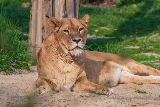 Lioness lies on his side and basks in the sun.