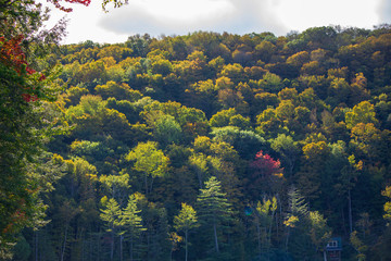 landscape with trees