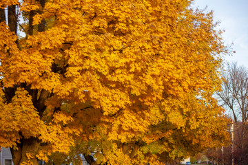 autumn leaves background