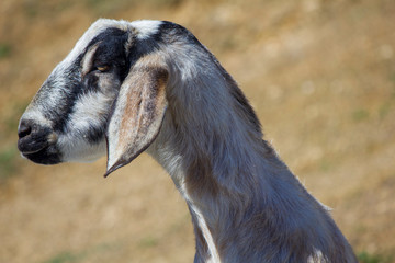 Goat posing