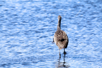 Bird swimming in water