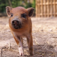 cute pig. concept of biological animal health, friendship, love of nature. vegan and vegetarian style. respect for nature. 