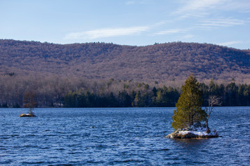 Little tree on the Lake