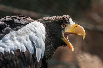 A portrait of an eagle from the side with its beak open.