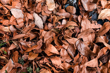 Dry leaves of tropical trees that have fallen on the ground. Texture of tropical forest floor close up