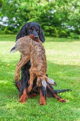 The black dog Gordon Setter sits on a meadow and has a hare in his mouth that he retrieved.