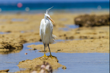 Great Egret - Ardea alba on the edge of the sea. In the background blue sea with nice bokeh. Wild foto.