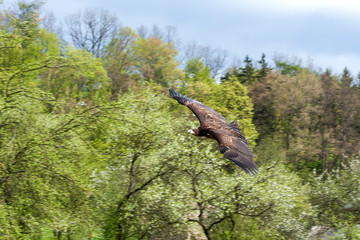 Aquila chrysaetos - The golden eagle flies on the edge of the forest and sits on a tree.