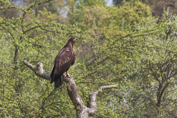 Aquila chrysaetos - The golden eagle flies on the edge of the forest and sits on a tree.