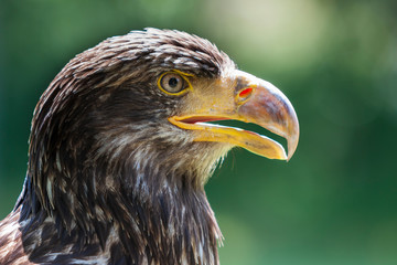 Portrait of a young bald eagle - Haliaeetus leucocephalus with nice green background and bokeh.