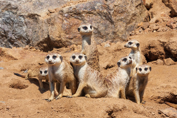 Fototapeta premium Meerkat - Suricata suricatta - in a group in the enclosure.