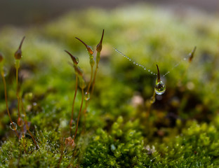 Close up of vegetable moss with water drops.Moss on stone