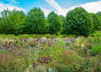 Large garden with color flowers and trees behind and blue sky over the trees.
