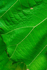 Teak leaves texture for natural green vertical background design.  Detailed leaf of tropical foliage in the forest. Wild vegetation in nature for jungle theme wallpaper.