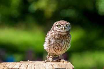 A small falcon-led owl sits on a stake.