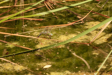 Punch - Anisoptera in its natural habitat on the pond.