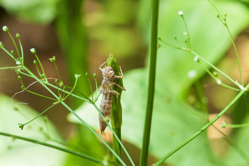 Dry conch from which the dragonfly hatched