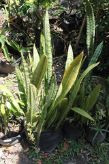 Obraz premium Flor espada_01