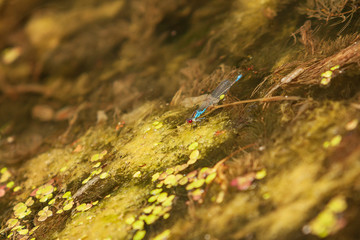 Blue dragonfly - Odonata in its natural habitat on the pond.