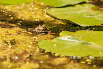 Bufo bufo - the toad is heated on the surface of the reservoir. There's a reflection in the water.
