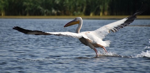 pelican landing on the surface of a lake