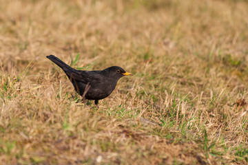 Turdus merula - Blackbird in the meadow looking for food