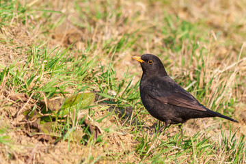 Turdus merula - Blackbird in the meadow looking for food