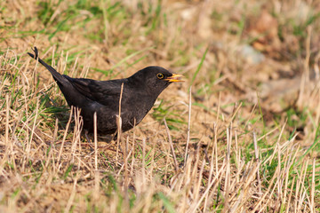 Turdus merula - Blackbird in the meadow looking for food