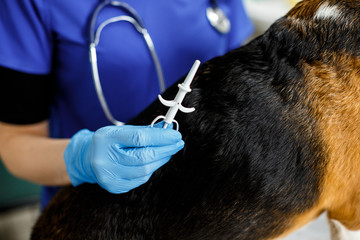 Beagle dog is prepared for chipping in a veterinary clinic. Close-up