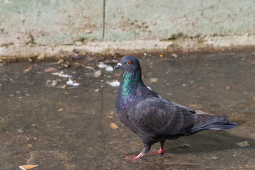 Portrait of a Columba - A pigeon drinks water