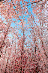 Winter rime on the trees landscape