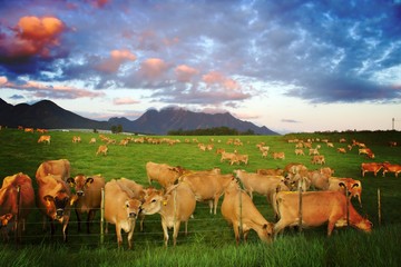 Herd of Jersey cows stretching accross a green field with a mountain landscape in the distance and...