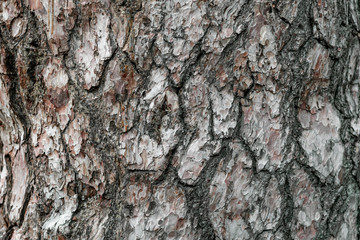 The texture of the pine bark. Old thick pine bark