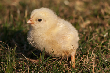 Small yellow live chicken on green grass.