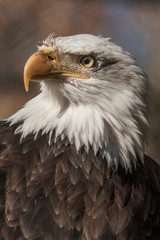 Fototapeta premium Bald eagle from front view on dark background. Portrait where both eyes are visible.