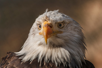 Bald eagle from front view on dark background. Portrait where both eyes are visible.