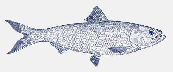 Fotobehang Skipjack shad alosa chrysochloris, fish from North America © M