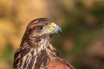 Parabuteo unicinctus Harris's Buzzard - photo from below with beautiful background and bokeh