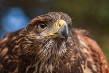 Parabuteo unicinctus Harris's Buzzard - photo from below with beautiful background and bokeh