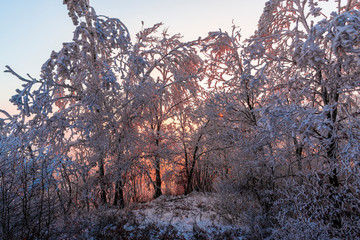Winter rime on the trees landscape