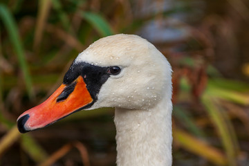 Obraz premium portrait of a swan