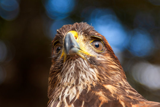Parabuteo unicinctus Harris's Buzzard - photo from below with beautiful background and bokeh
