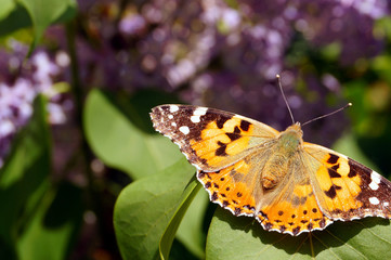 A bright orange butterfly collects pollen on a bush of purple lilac.