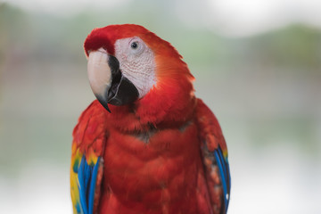 Macaw Parrots sitting on a wooden branch.