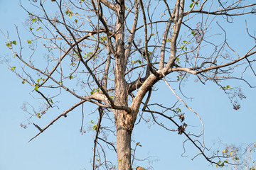bare tree branches blue sky looking upwards and Spring leaves, Teak tree, leafless.