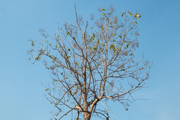bare tree branches blue sky looking upwards and Spring leaves, Teak tree, leafless.