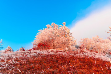Winter rime on the trees landscape
