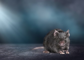 Rat.